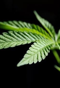 Pot-leaf